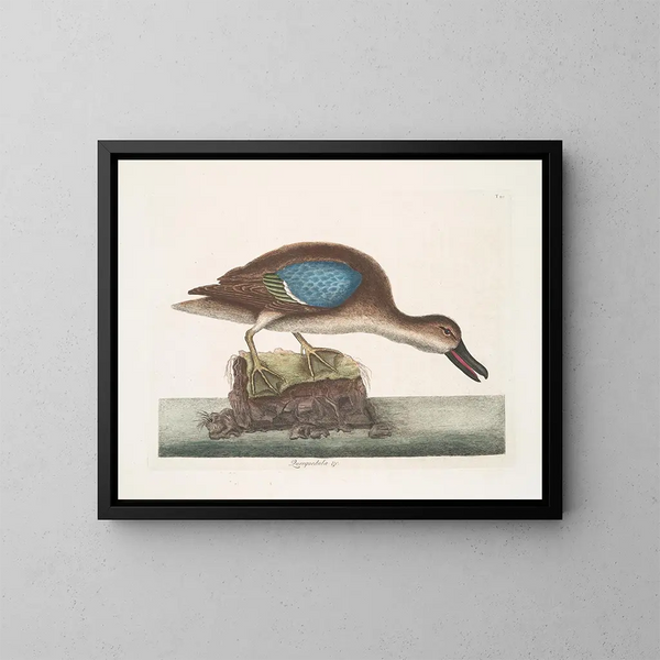 Der blaue Fliegende Enten - Mark Catesby — gerahmtes Bild an der Wand