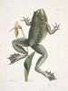 Rana maxima Die Ochsenfrosch Helleborena Der Hufe der Jungfrau von Pennsylvania - Mark Catesby — Ansicht des Kunstwerks