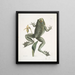 Rana maxima Die Ochsenfrosch Helleborena Der Hufe der Jungfrau von Pennsylvania - Mark Catesby — gerahmtes Bild an der Wand