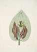 Rana viridis arborea La Rainette Verte Arum Americanum L'Herbe à Mouffette - Mark Catesby — Ansicht des Kunstwerks