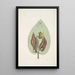 Rana viridis arborea La Rainette Verte Arum Americanum L'Herbe à Mouffette - Mark Catesby — gerahmtes Bild an der Wand