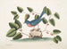 L'oiseau bleu - Mark Catesby — Ansicht des Kunstwerks