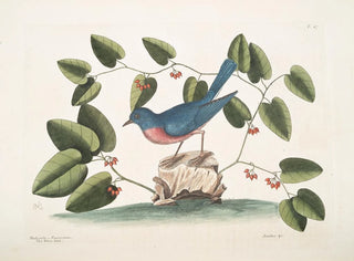 L'oiseau bleu - Mark Catesby — Ansicht des Kunstwerks