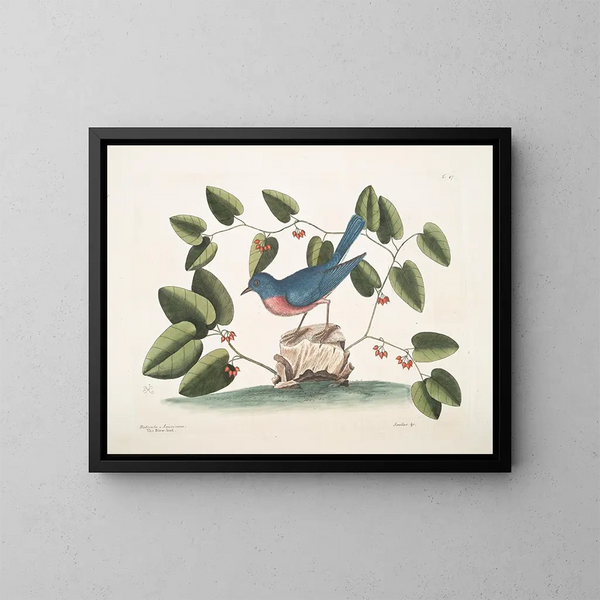 L'oiseau bleu - Mark Catesby — gerahmtes Bild an der Wand