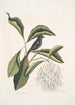 Rubicilla minor nigra Der kleine Bouvreuil Schwarz Amelanchier c L'Arbre à Franges - Mark Catesby — Ansicht des Kunstwerks