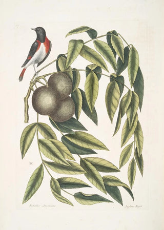 Mark Catesby - Ruticilla Americana The RedStart Juglans Nigra The Black Walnut.webp