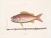 Der Tabakfisch - Mark Catesby — Ansicht des Kunstwerks