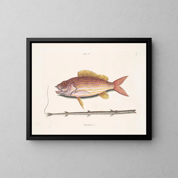 Der Tabakfisch - Mark Catesby — gerahmtes Bild an der Wand