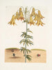 Scarabée américain des pilules The Tumble Turds Lily c - Mark Catesby — Ansicht des Kunstwerks