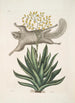 Mark Catesby — Ansicht des Kunstwerks