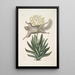 Mark Catesby — gerahmtes Bild an der Wand