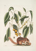 Mark Catesby — Ansicht des Kunstwerks