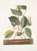 Scolopendra Hamamelis - Mark Catesby — Ansicht des Kunstwerks
