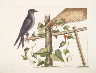 Smilax c. Hirundo purpurea, le Martin pourpre - Mark Catesby — Ansicht des Kunstwerks