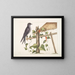 Smilax c. Hirundo purpurea, le Martin pourpre - Mark Catesby — gerahmtes Bild an der Wand