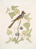 Smilax c Muscicapa cristata Le Moucherolle huppé - Mark Catesby — Ansicht des Kunstwerks