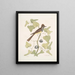 Smilax c Muscicapa cristata Le Moucherolle huppé - Mark Catesby — gerahmtes Bild an der Wand