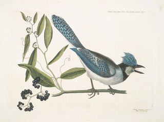 Mark Catesby - Smilax loevis Lauri folio non Serrato baccis nigris The Bayleaved Smilax  Pica cristata carulea The crested Jay.webp