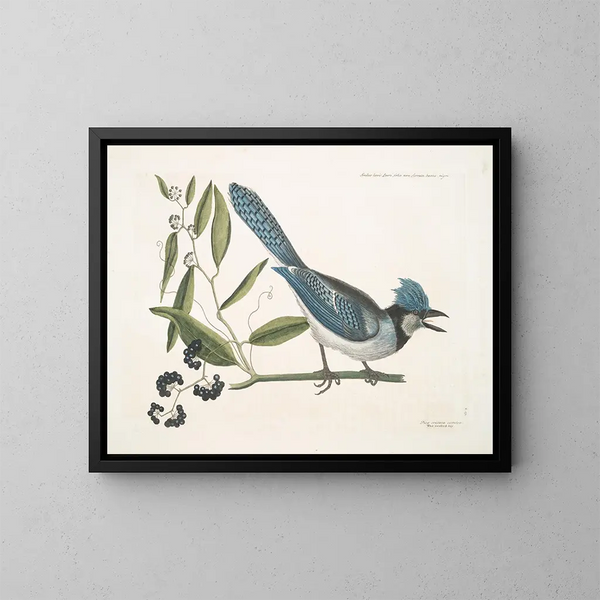 Smilax lisse, laurier à feuilles non dentées, baies noires, le Smilax à feuilles de laurier, Pica cristata carulea, le Geai huppé bleu - Mark Catesby — gerahmtes Bild an der Wand