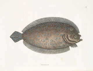 Solea lunata - Mark Catesby — Ansicht des Kunstwerks