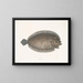 Solea lunata - Mark Catesby — gerahmtes Bild an der Wand