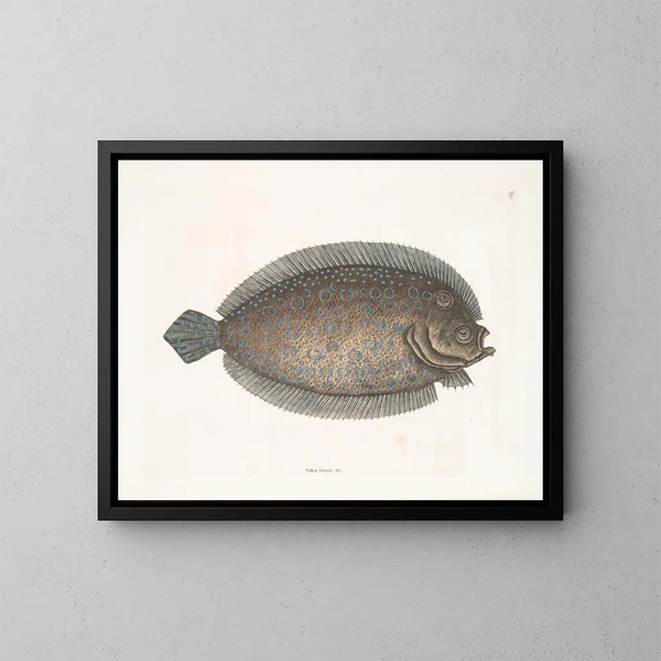 Solea lunata - Mark Catesby — gerahmtes Bild an der Wand