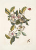 Steuartia Regulus Cristatus Vespa Ichneumon - Mark Catesby — Ansicht des Kunstwerks