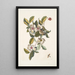 Steuartia Regulus Cristatus Vespa Ichneumon - Mark Catesby — gerahmtes Bild an der Wand