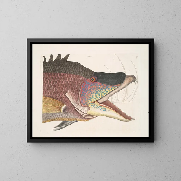 Der große Fisch-Hogfish - Mark Catesby — gerahmtes Bild an der Wand