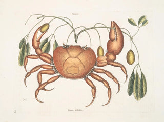 Tapie und irdischer Krebs, der Erdkrabbe - Mark Catesby — Ansicht des Kunstwerks
