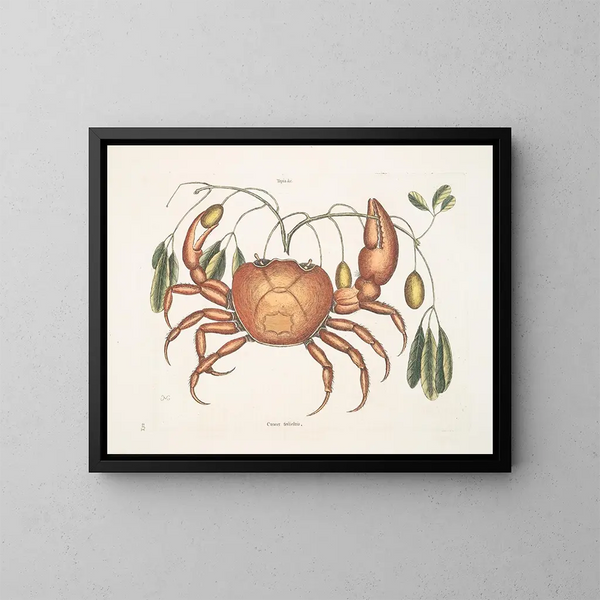 Tapie und irdischer Krebs, der Erdkrabbe - Mark Catesby — gerahmtes Bild an der Wand