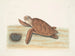 Tortue caouanne - Mark Catesby — Ansicht des Kunstwerks