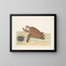 Tortue caouanne - Mark Catesby — gerahmtes Bild an der Wand