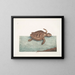 Die Karettschildkröte - Mark Catesby — gerahmtes Bild an der Wand