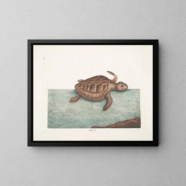 Die Karettschildkröte - Mark Catesby — gerahmtes Bild an der Wand
