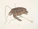 Tortue verte - Mark Catesby — Ansicht des Kunstwerks