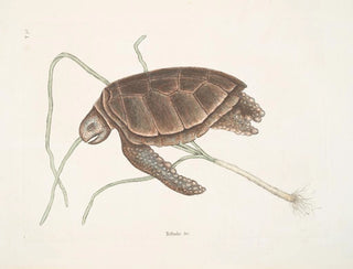 Mark Catesby - Testudo marina viridis The GreenTurtle.webp