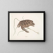 Tortue verte - Mark Catesby — gerahmtes Bild an der Wand