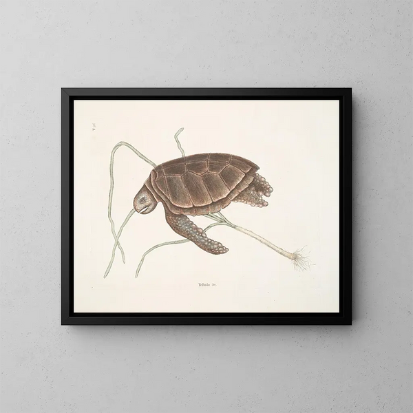 Tortue verte - Mark Catesby — gerahmtes Bild an der Wand