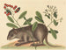 Le coney des Bahamas - Mark Catesby — Ansicht des Kunstwerks