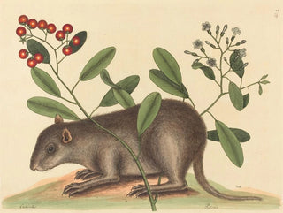 Mark Catesby - The Bahama Coney Mus Monax.webp