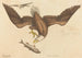 Der Weißkopfseeadler (Falco leucocephalus) - Mark Catesby — Ansicht des Kunstwerks