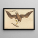 Der Weißkopfseeadler (Falco leucocephalus) - Mark Catesby — gerahmtes Bild an der Wand