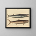 Der Barrakuda - Mark Catesby — gerahmtes Bild an der Wand
