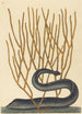 La Murène Noire Muraenae helenae varietas - Mark Catesby — Ansicht des Kunstwerks