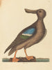 Der Schnatterente mit blauen Flügeln (Anas clypeata foemina) - Mark Catesby — Ansicht des Kunstwerks