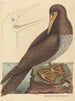 Der verrückte Pelecanus sula - Mark Catesby — Ansicht des Kunstwerks
