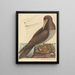 Der verrückte Pelecanus sula - Mark Catesby — gerahmtes Bild an der Wand