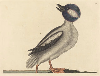 Mark Catesby - The Buffels Head Duck Anas bucephala.webp