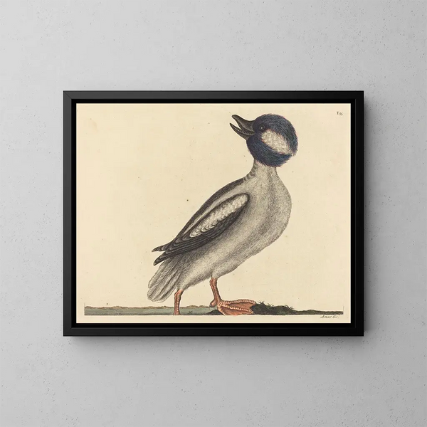 Der Truthahn mit Büffelkopf - Mark Catesby — gerahmtes Bild an der Wand